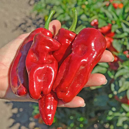 Melrose Sweet Pepper Seeds - (Capsicum annuum)