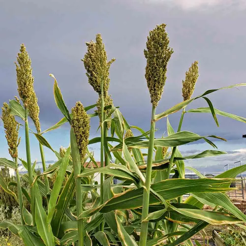 Mennonite Sorghum Seeds – (Sorghum bicolor)