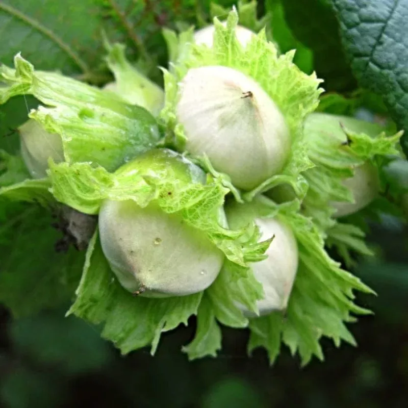 ‘Merveille de Bollwyller’ Hazelnut Tree