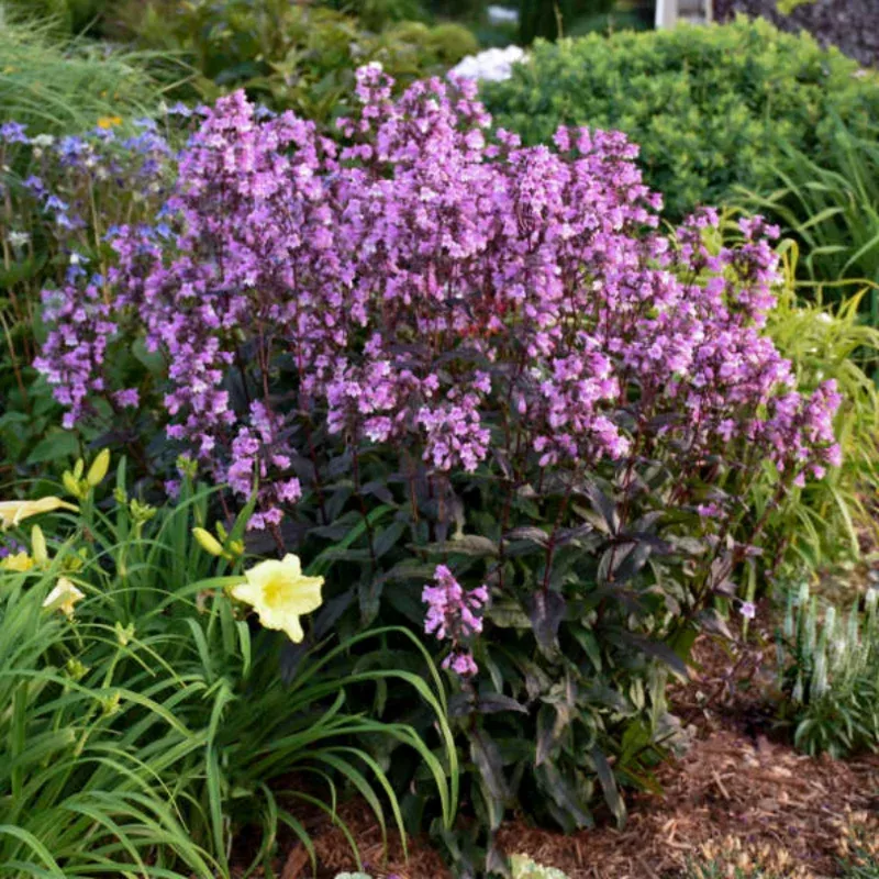 ‘Midnight Masquerade’ Beardtongue – Penstemon
