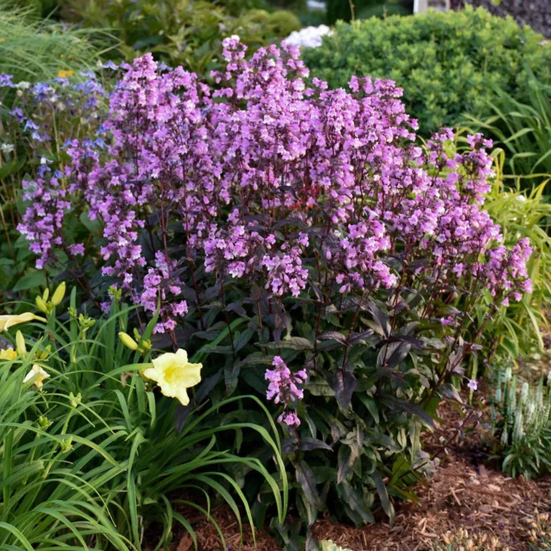 Midnight Masquerade Penstemon – Dark Burgundy Foliage with Vivid Magenta Flowers (Penstemon)