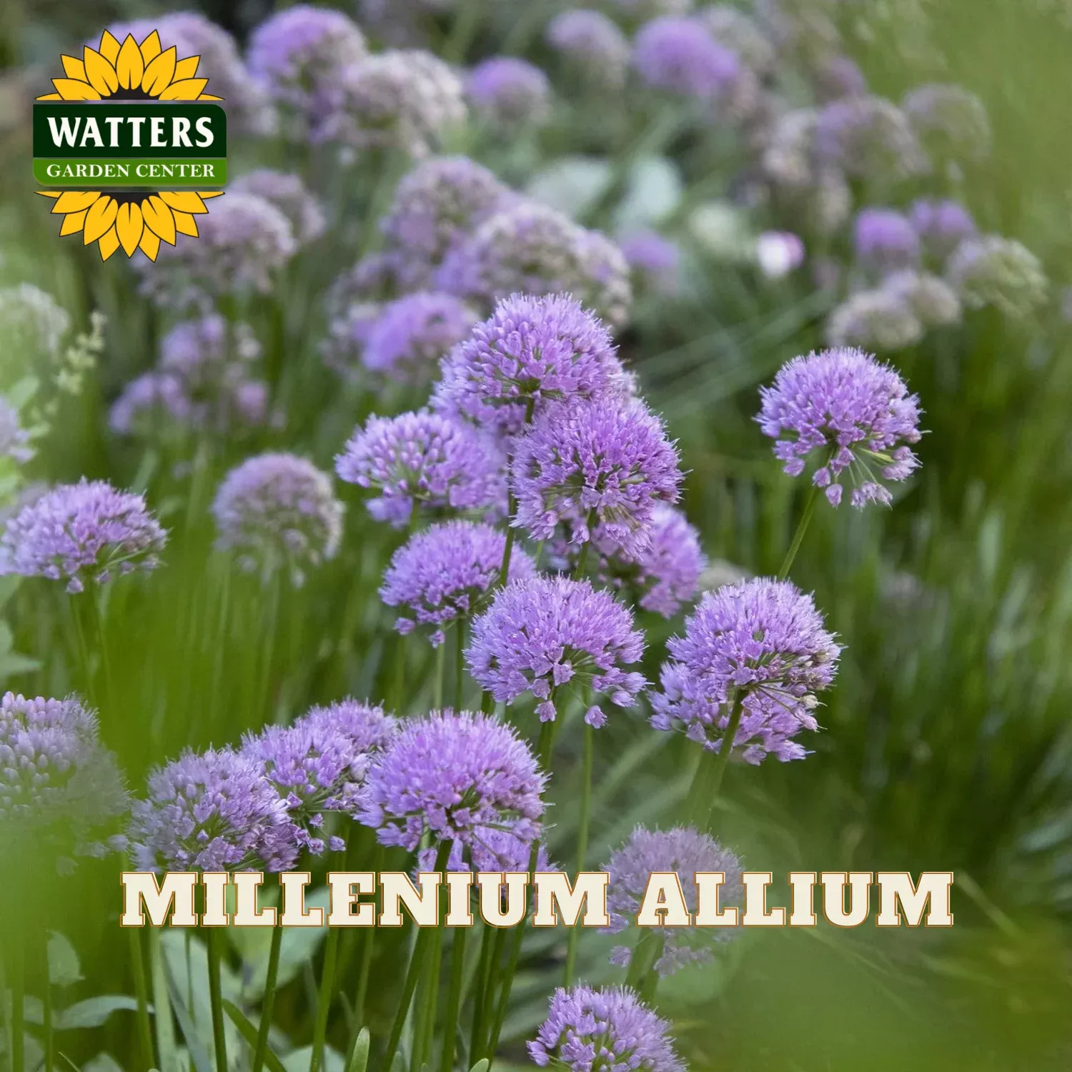 Millenium Ornamental Onion (ALLIUM MILLENIUM) - 1 gallon