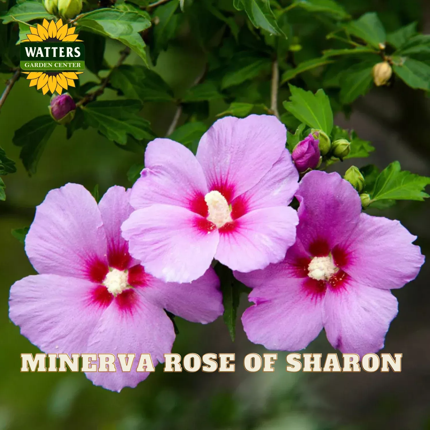 MINERVA ROSE OF SHARON 3/5gal