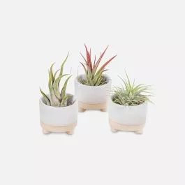 Mini Air Plants Bundle in Pots