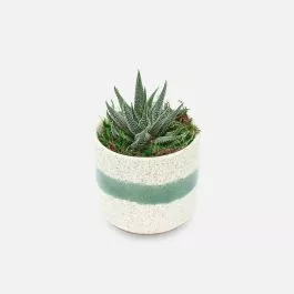 Mini Mateo Haworthia