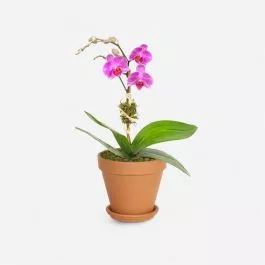 Mini Purple Phalaenopsis Orchid