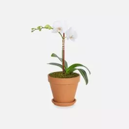 Mini White Phalaenopsis Orchid