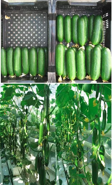 Ministars F1Baby Cucumber