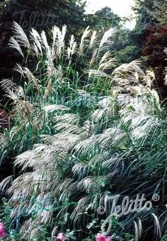 Miscanthus sinensis 'Early Hybrids' | Chinese silver grass