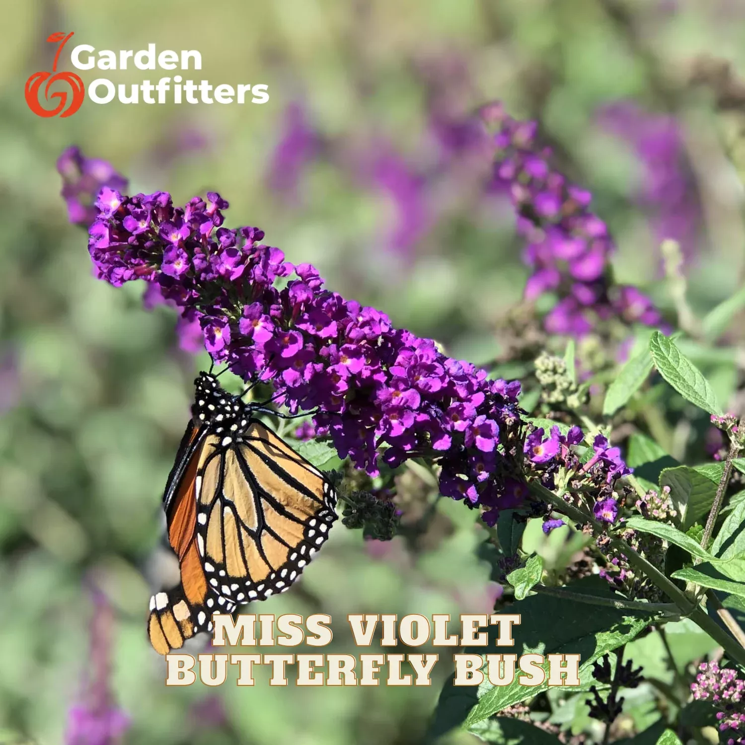 ‘Miss Violet’ Butterfly bush (BUDDLEIA MISS VIOLET) – 3 gallon