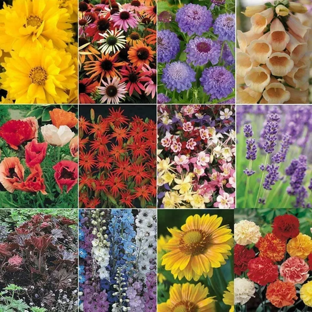 ‘Mixed Varieties’ Garden PerennialLARGE Plug Plants Pack x6