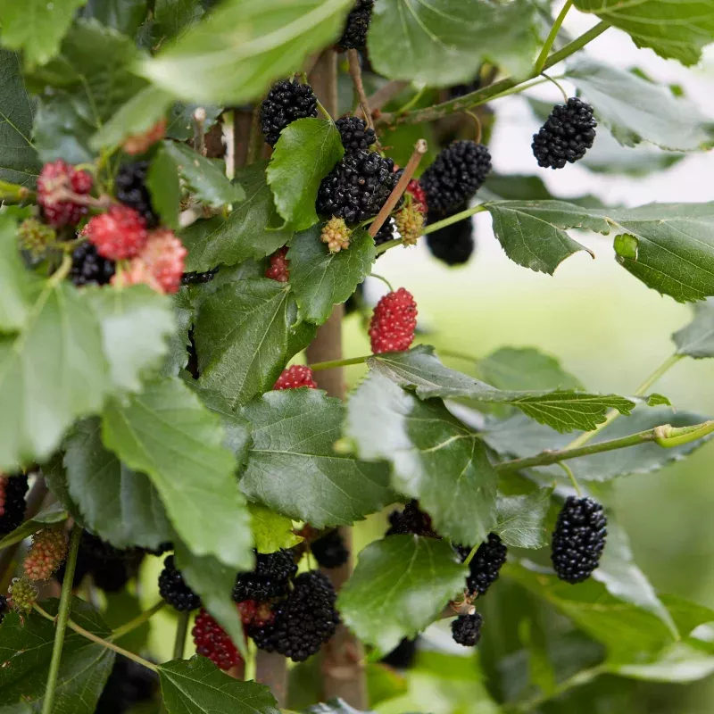 ‘Mojo Berry’ Dwarf Mulberry Tree