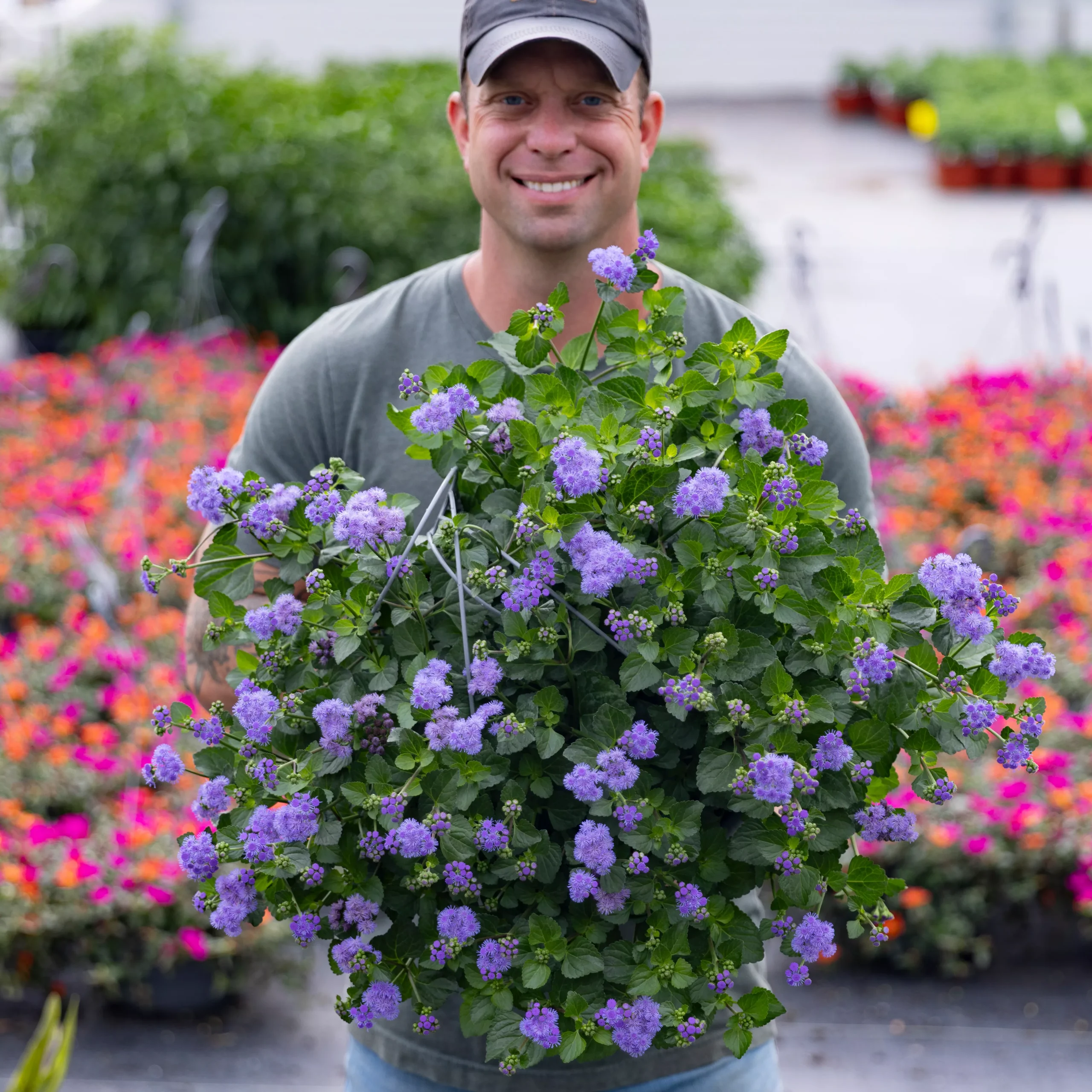 ‘Monarch Magic’ Ageratum Hanging Basket