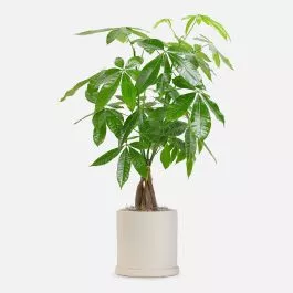 Money Tree – Medio