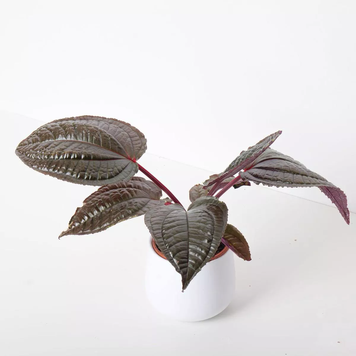 Monolena 8217Midnight Glory8217