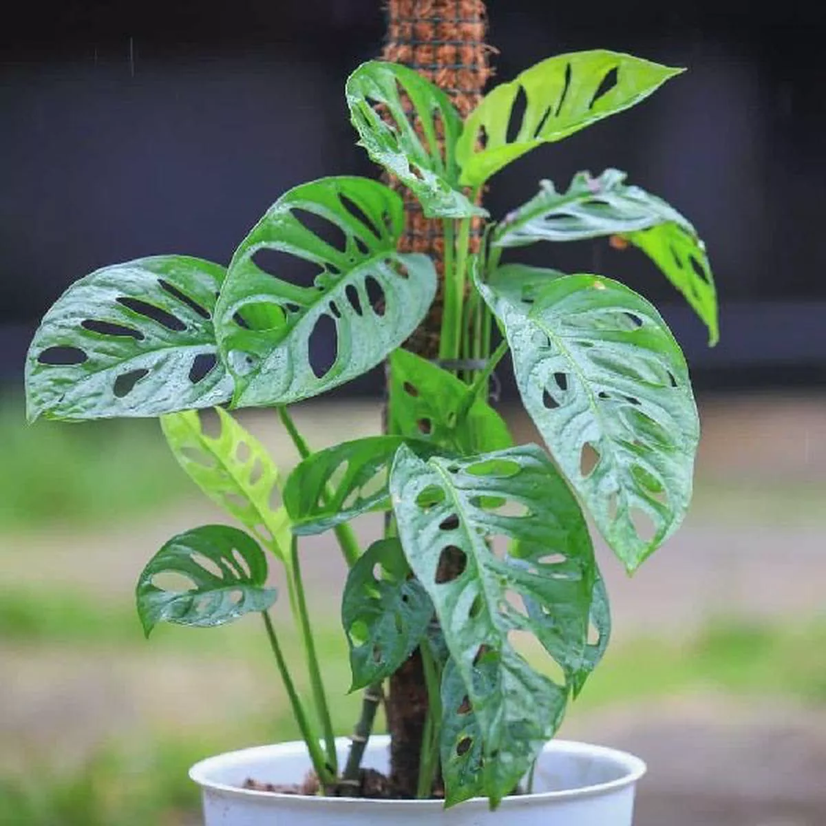 Monstera acuminata – Plant