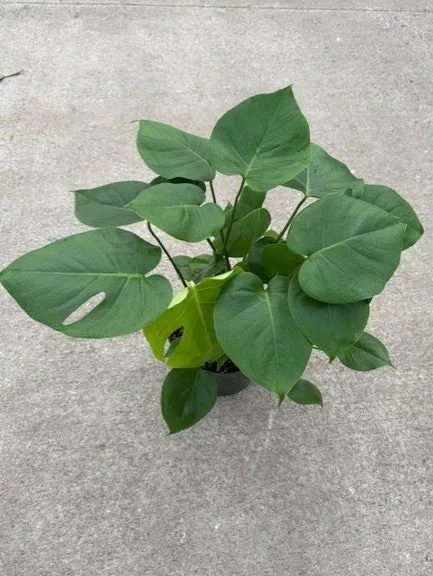 MONSTERA DELICIOSA 8in