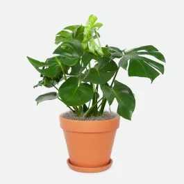 Monstera Deliciosa - Grande