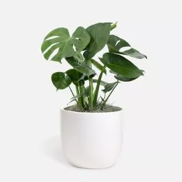 Monstera Deliciosa – Medio