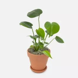 Monstera Deliciosa - Piccolo