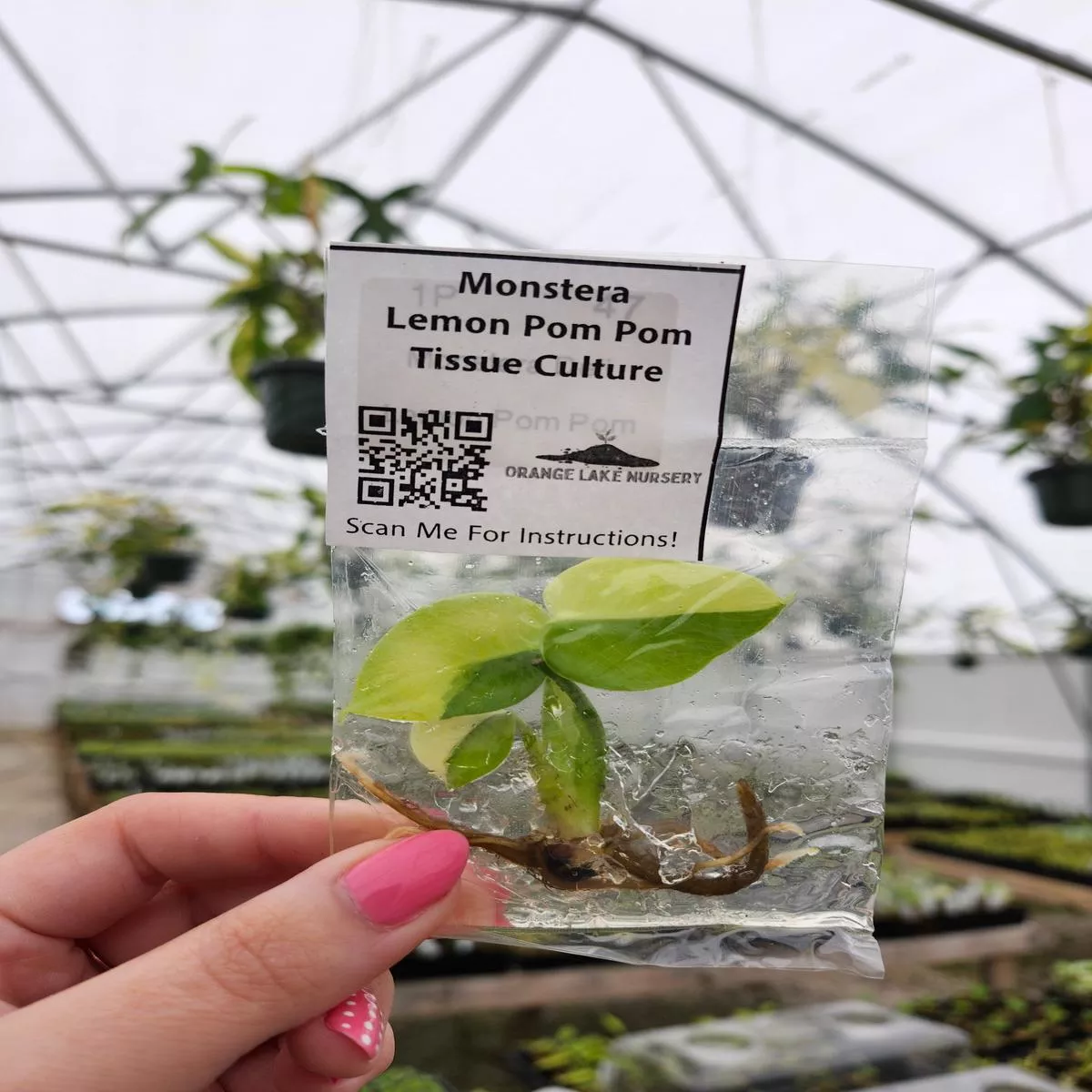 Monstera Lemon Pom Pom Tissue Culture