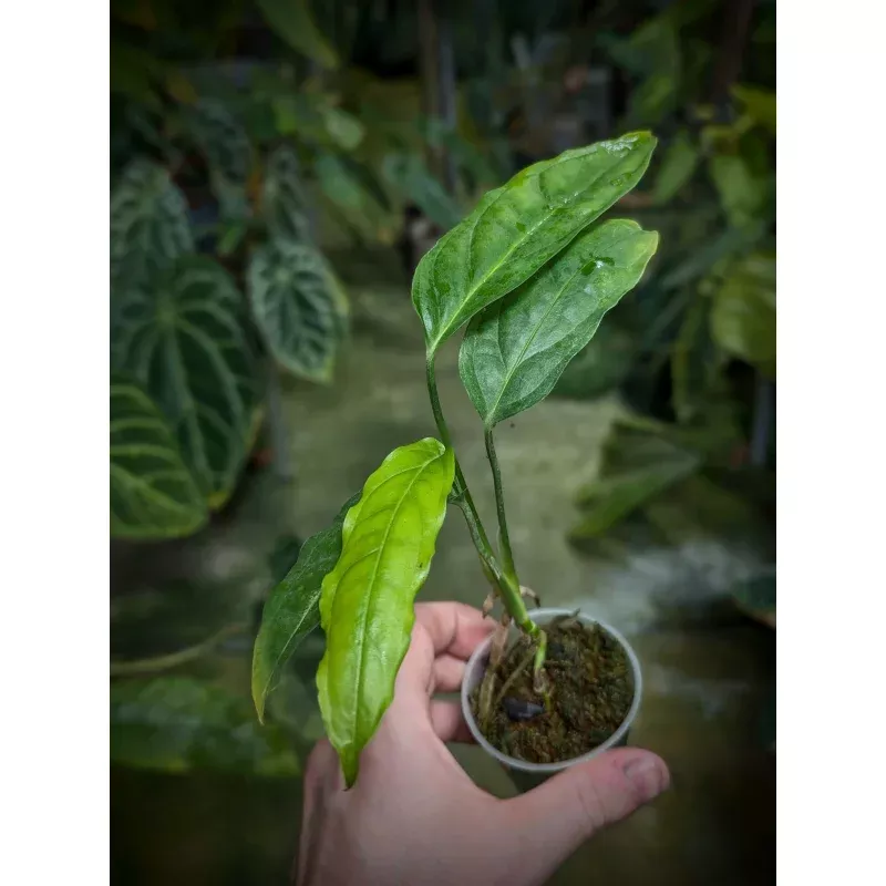 Monstera obliqua 'Amazonas B'