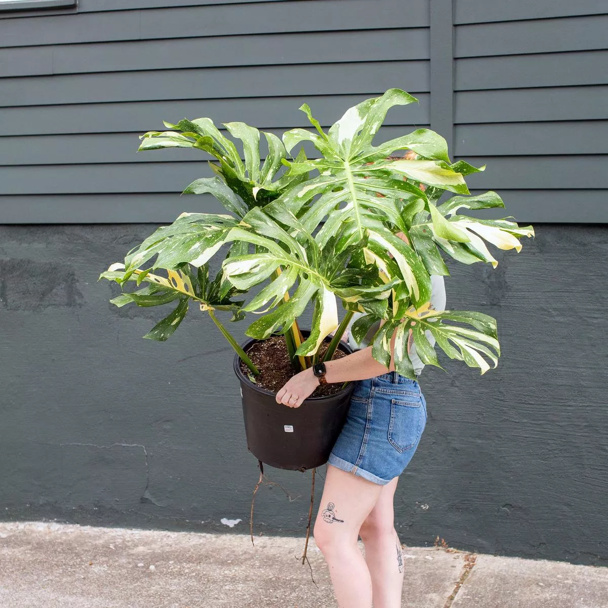 Monstera ‘Thai Constellation’ – 14″ Mature