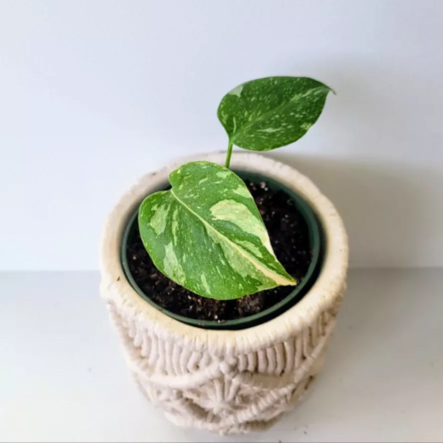 Monstera Thai Constellation TC 4”