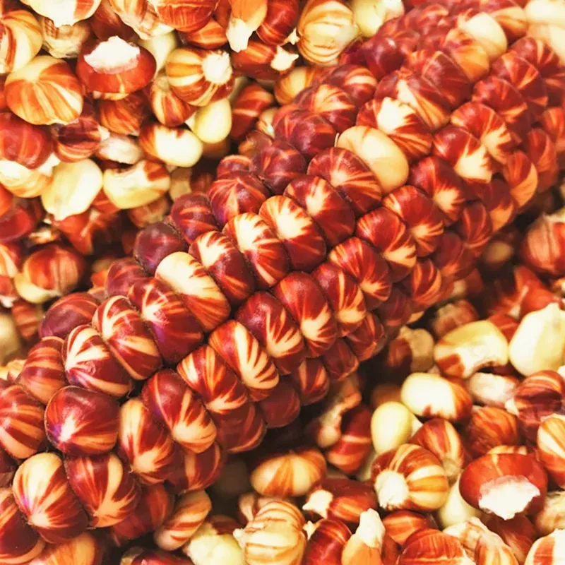Montana Sunburst Corn - Zea mays