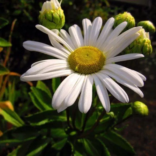 Montauk Daisy