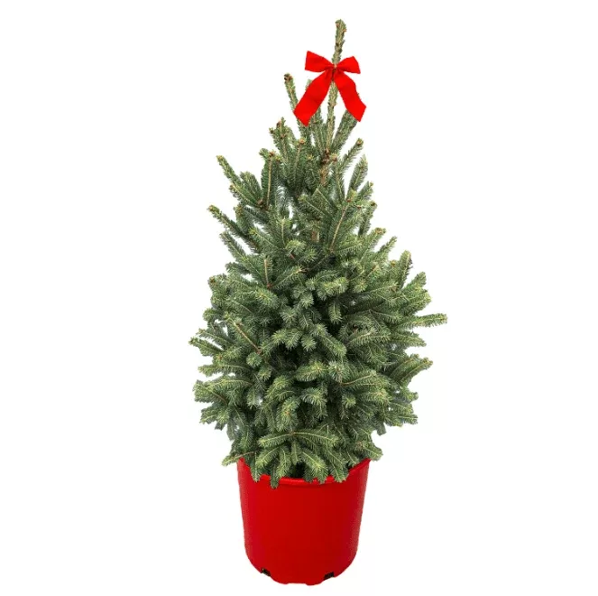 Montrose Charm Spruce – Red Holiday Pot