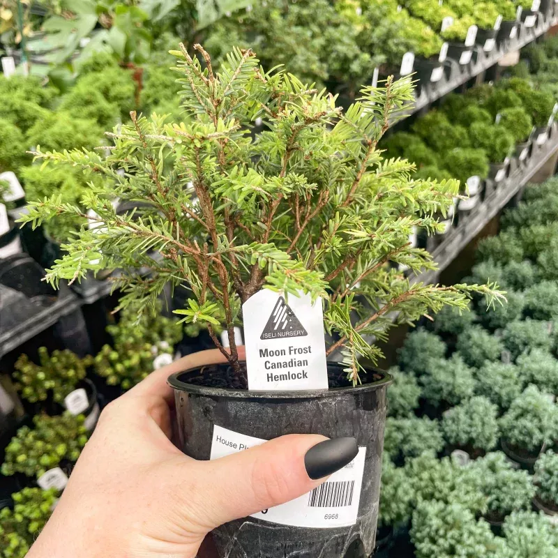 Moon Frost Canadian Hemlock