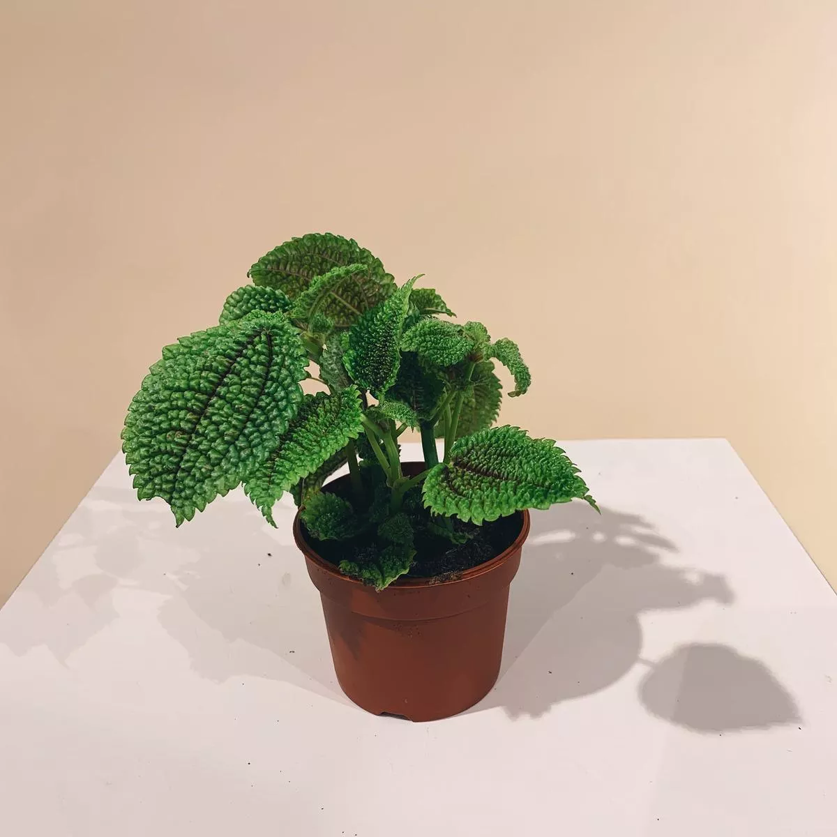 Moon Valley: Pilea mollis – 4 inch pot