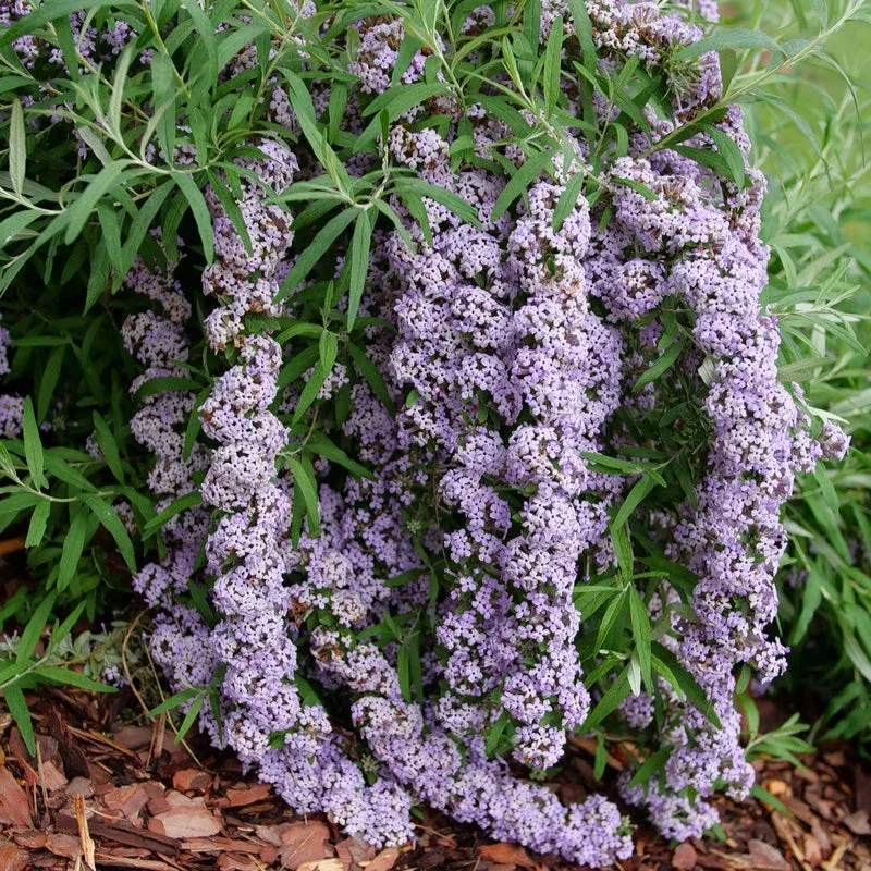 Mop Top™ Fountain Butterfly Bush