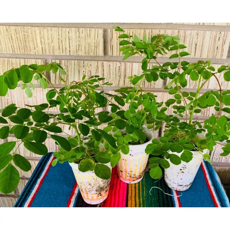 Moringa Oleifera Plant - 2 Potted Plants with Edible Leaves - Mature Variety, 12"+ Height, Organic Superfood Tree
