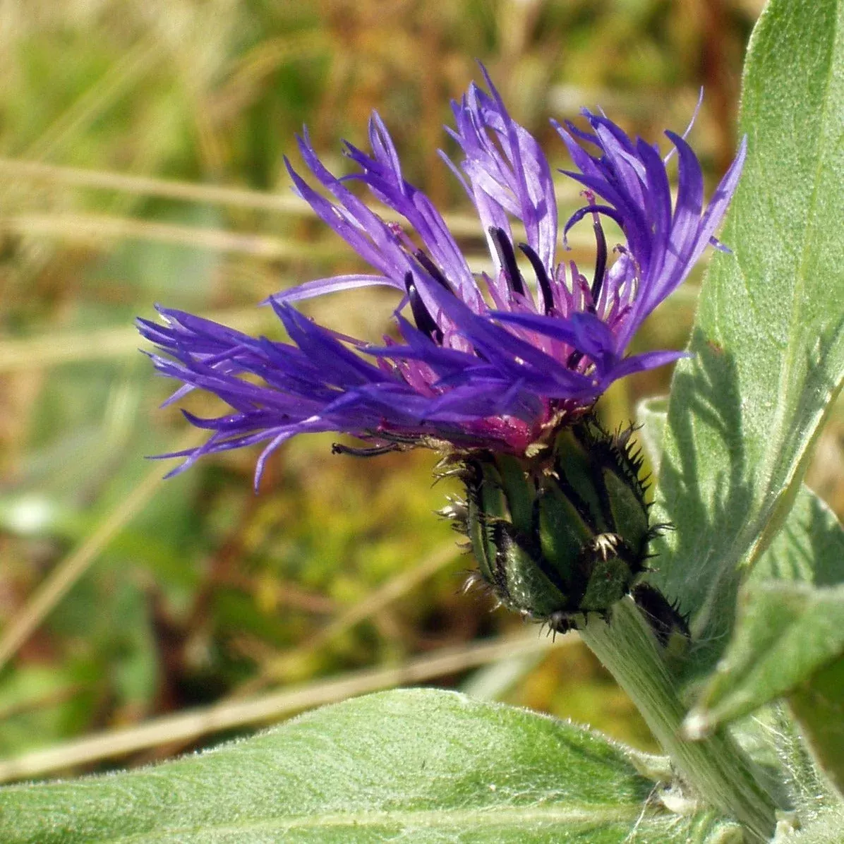 Mountain Cornflower – Vivid Blue Perennial Wildflower (Centaurea montana)