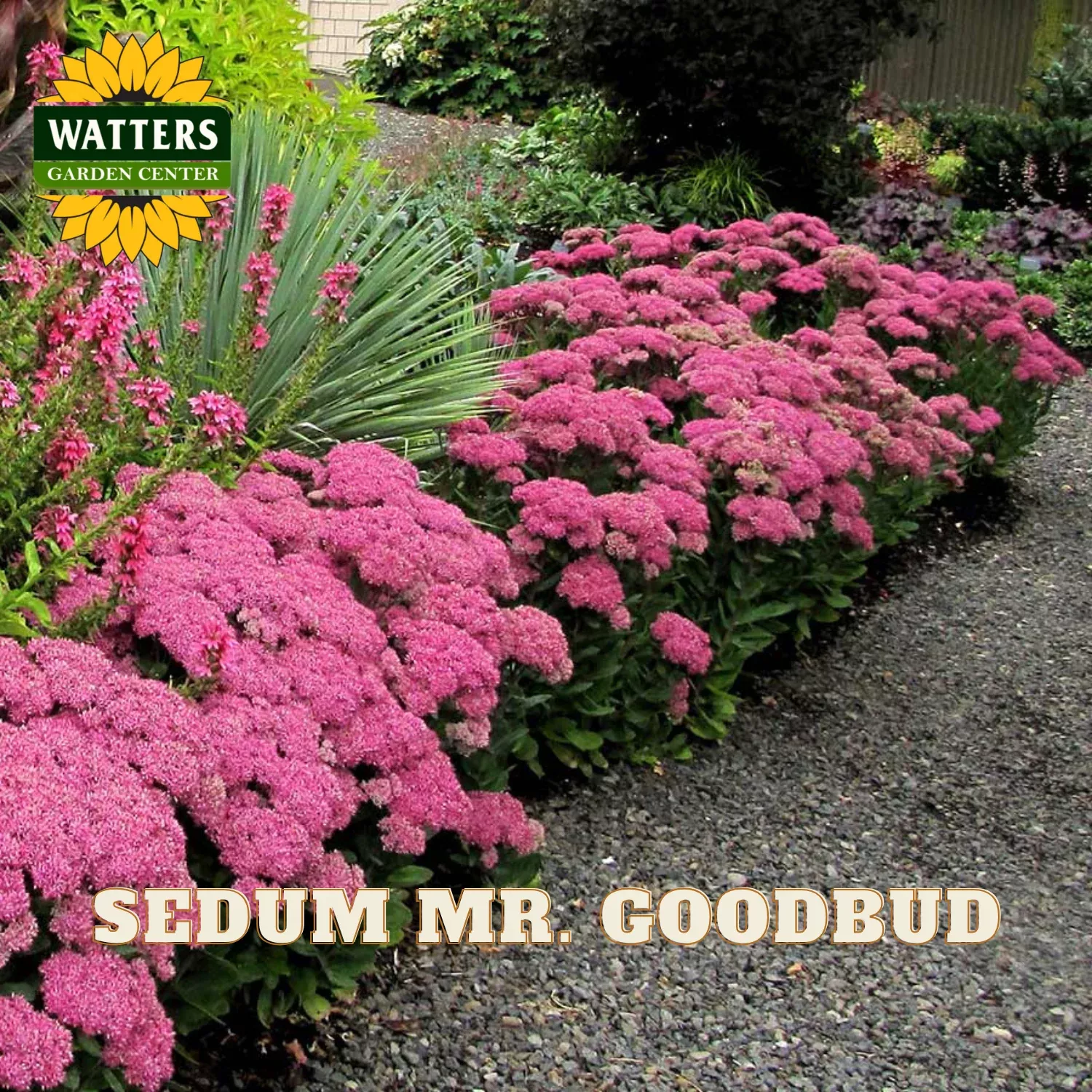 Mr. Goodbud Stonecrop (SEDUM MR. GOODBUD) – 1 gallon