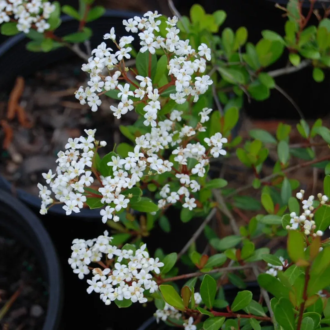 Mrs Schiller's Delight Viburnum Shrub