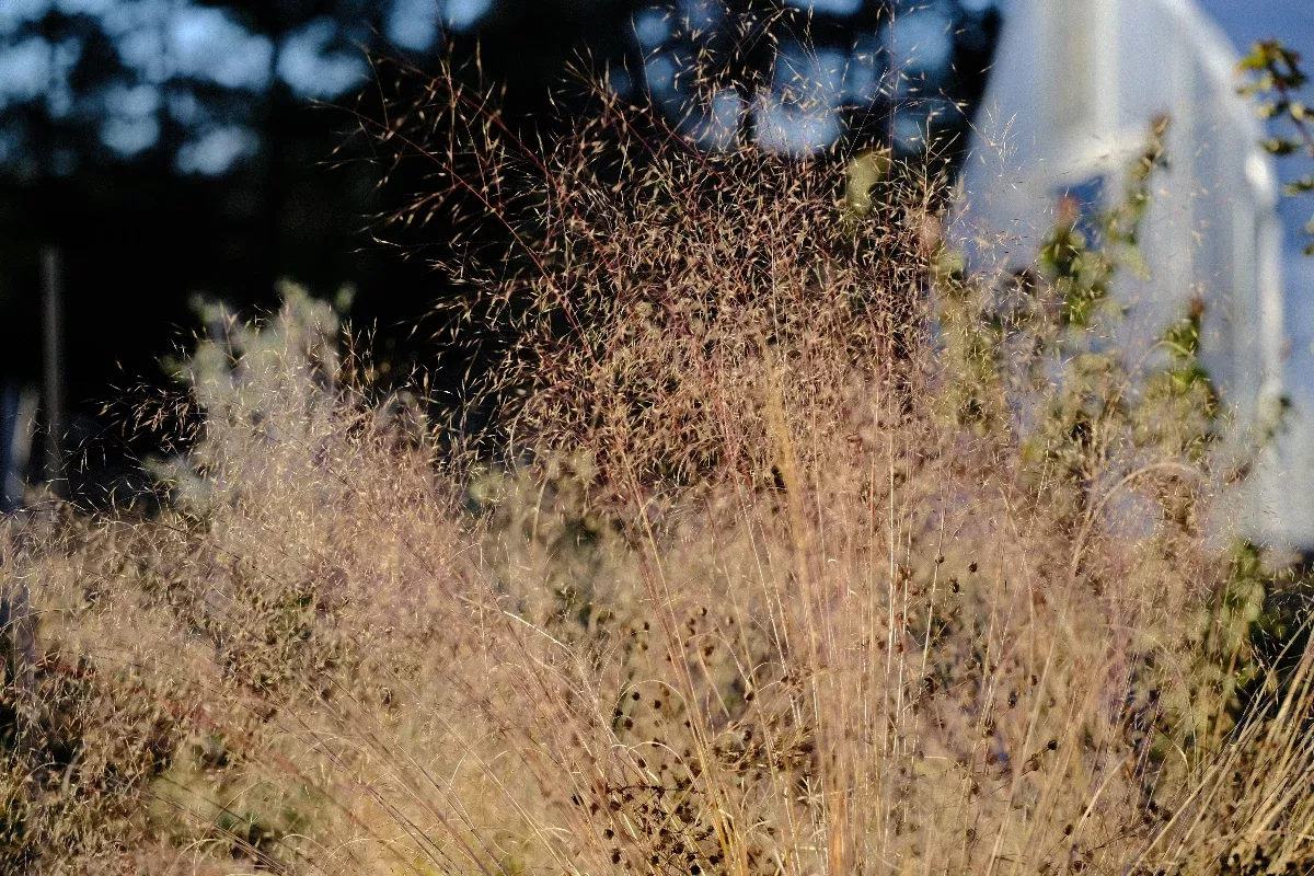 Muhlenbergia reverchonii ‘Undaunted’ | ruby muhly