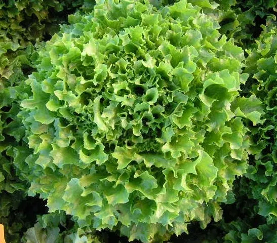 Multigreen 1 F1 Multileaf Lettuce Pelleted Seeds