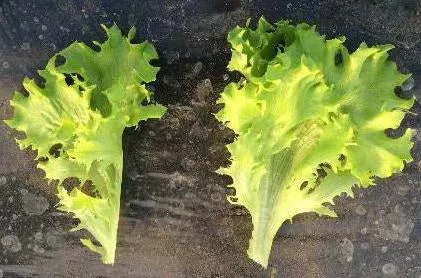 Multigreen 101 F1Multileaf Lettuce, pelleted seed