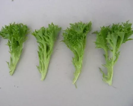 Multigreen 2 F1Multileaf Lettuce, pelleted seed