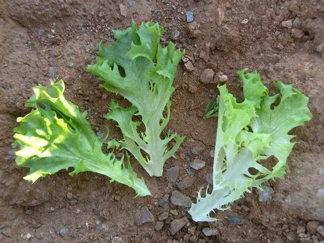 Multigreen 3F1 Multileaf Lettuce, pelleted seed