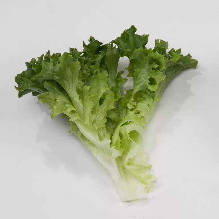 Multigreen 50 F1Multileaf Lettuce, pelleted seed