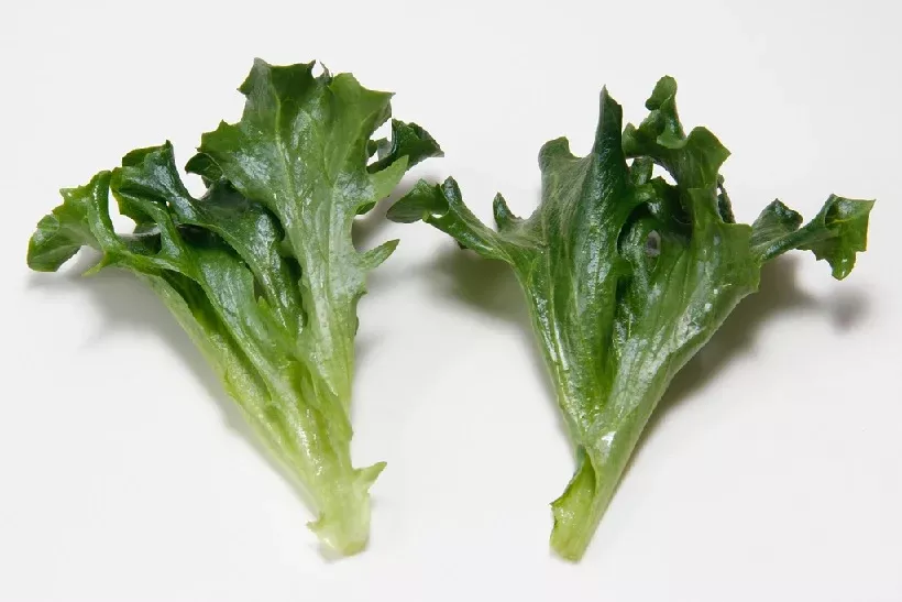 Multigreen 57F1 Multileaf Lettuce, pelleted seed