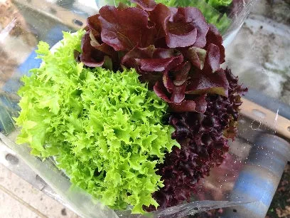 Multired 80 F1 Multileaf Lettuce, pelleted seed