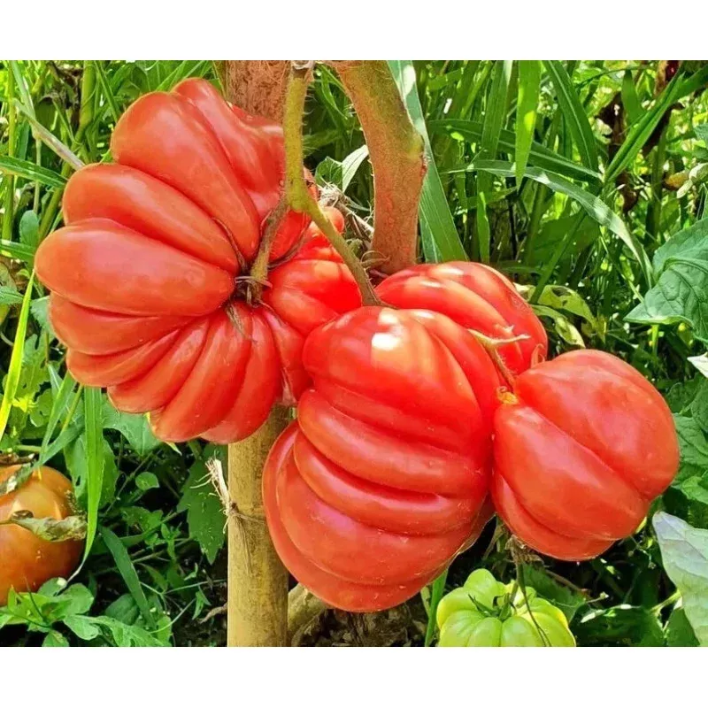 Mushroom Basket Tomato Seeds - 40 Organic Seeds - Heirloom Variety - USA Grown