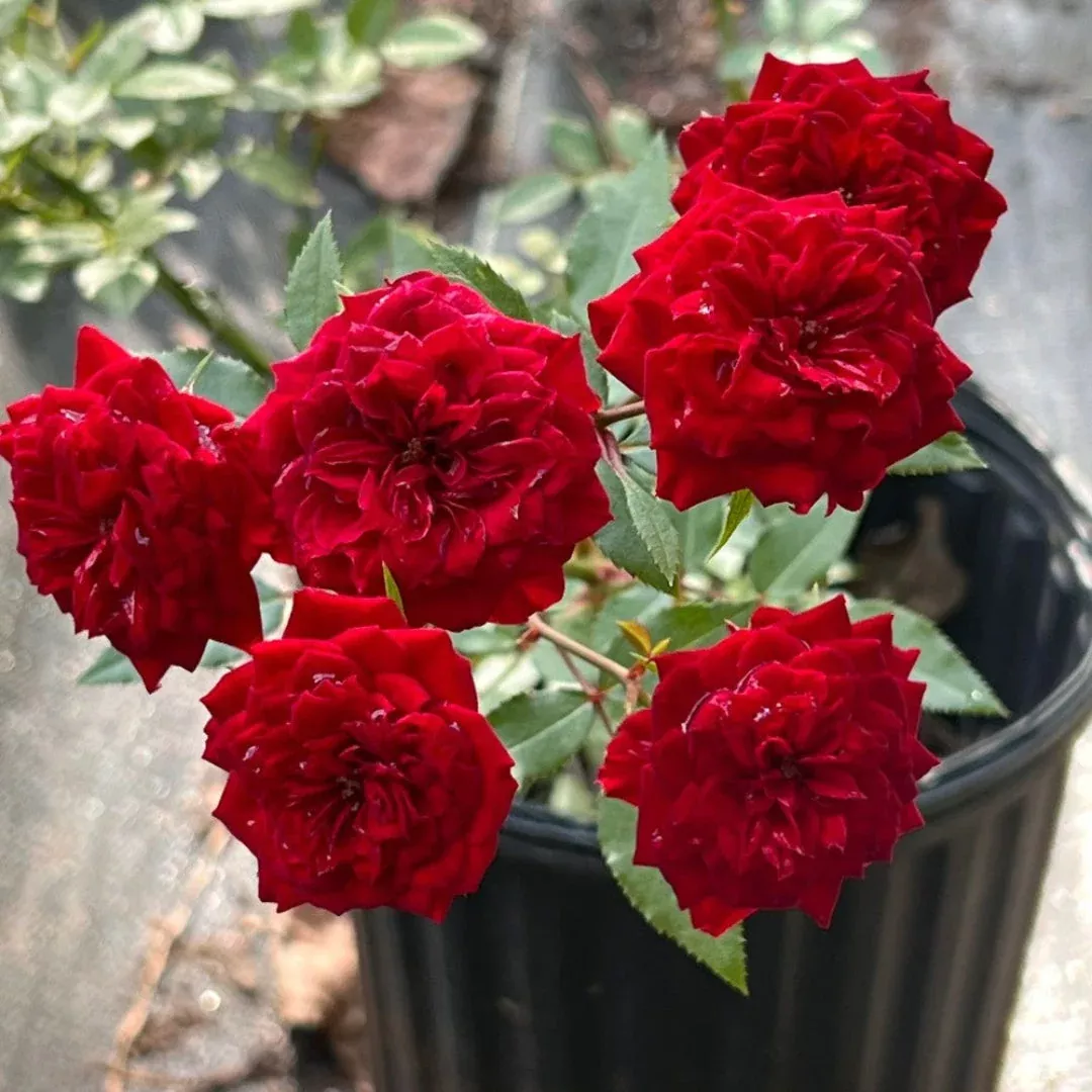 My Valentine Miniature Rose – Classic Deep Red Compact Mini Rose (Rosa ‘My Valentine’)