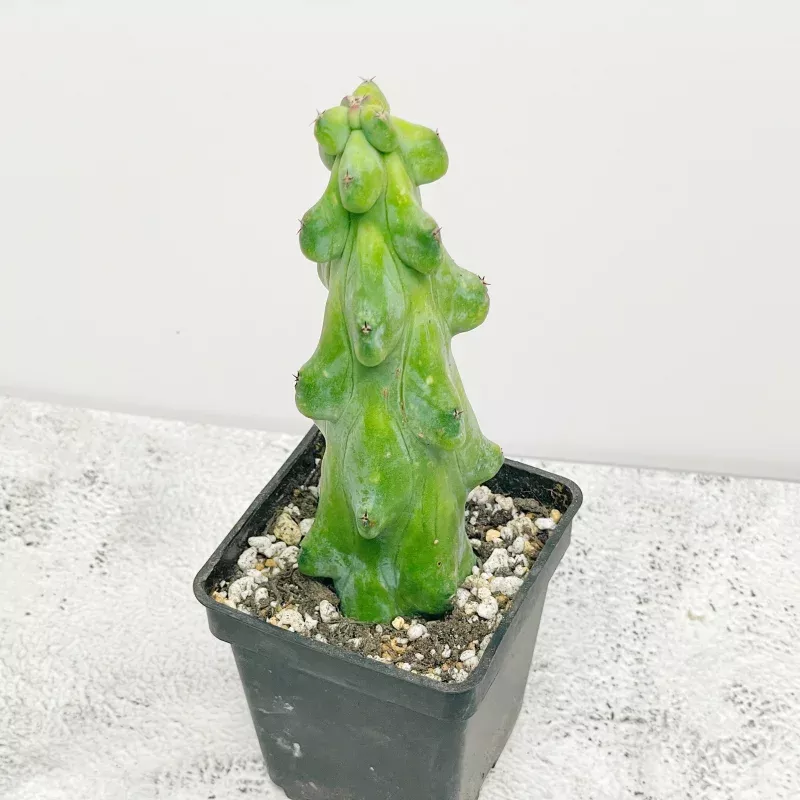Myrtillocactus geometrizans Boobie Cactus 1040cm | Titty Cactus | Bare Root