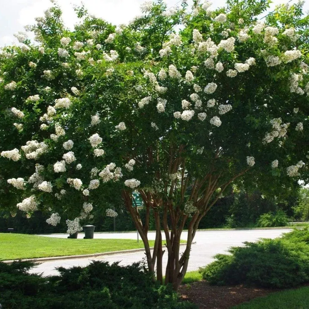 Natchez Crape Myrtle